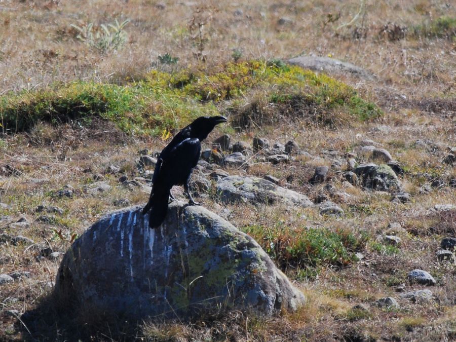 Northern Raven