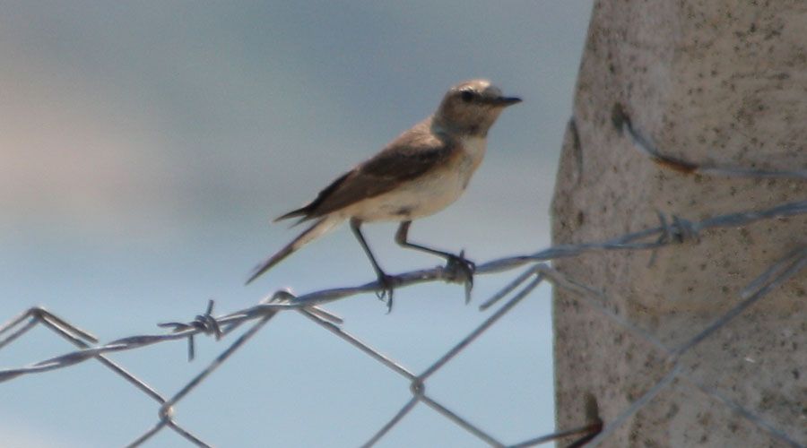Isabelline Wheatear
