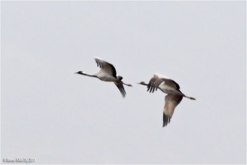 Demoiselle Crane