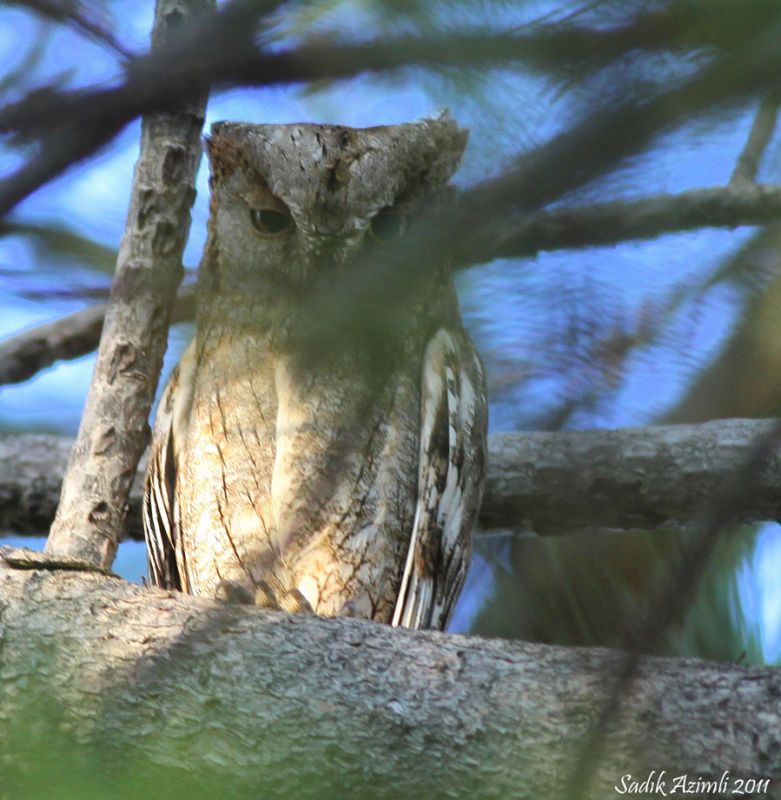 Eurasian Scops Owl