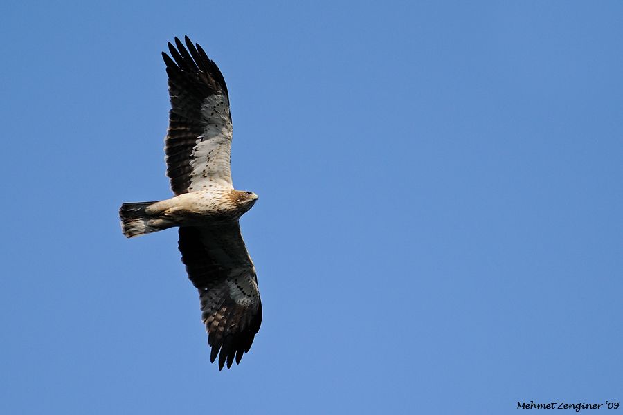 Booted Eagle