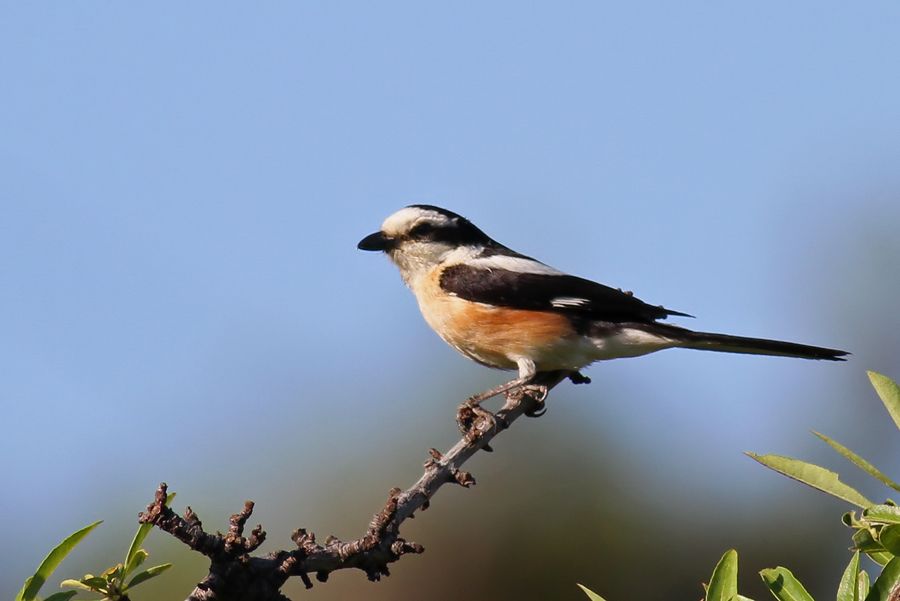 Masked Shrike