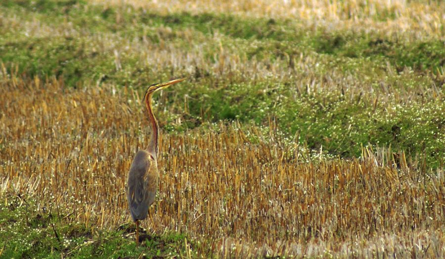 Purple Heron