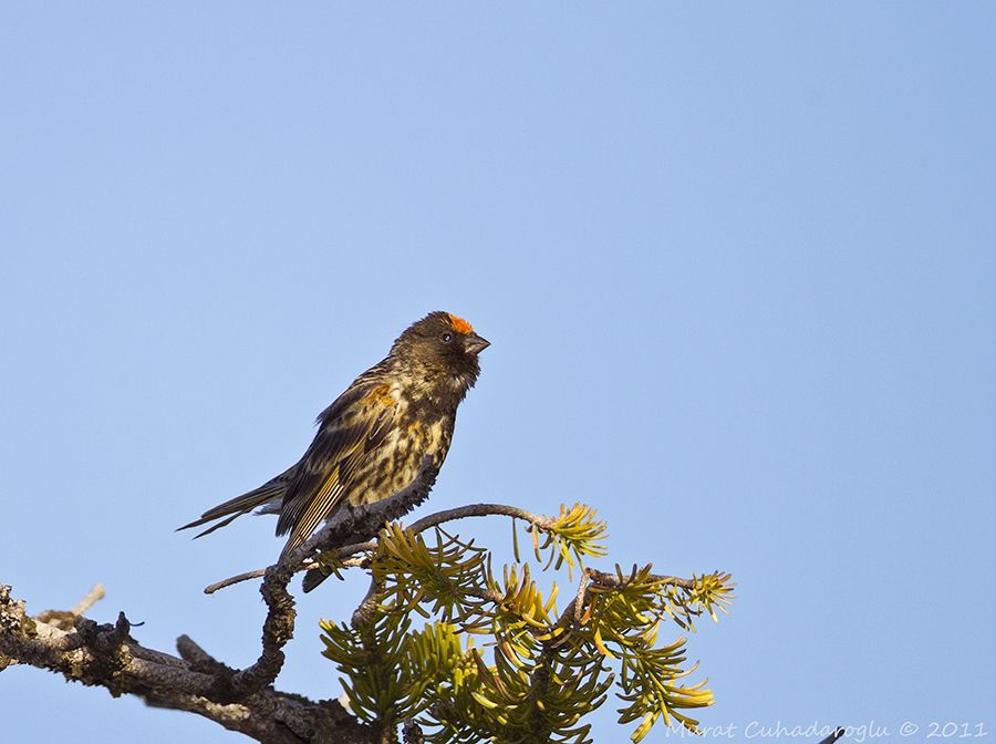 Red-fronted Serin