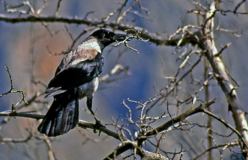 Hooded Crow