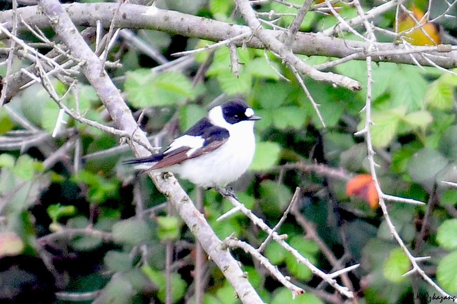 Collared Flycatcher