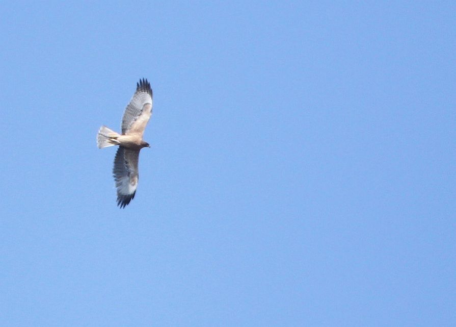 Bonelli`s Eagle