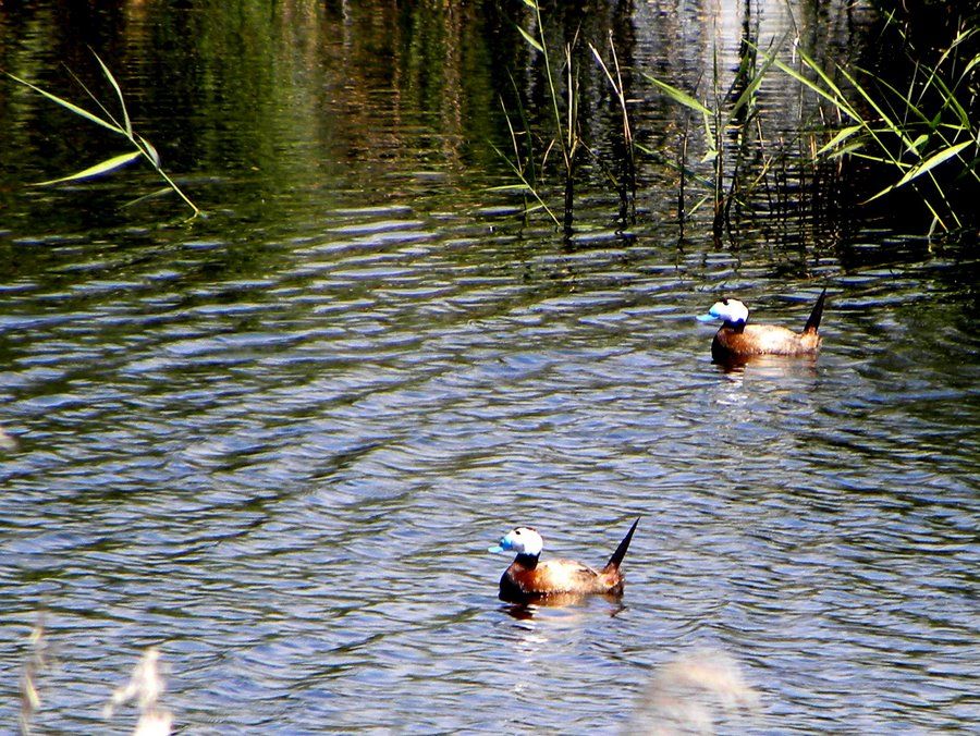 White-headed Duck