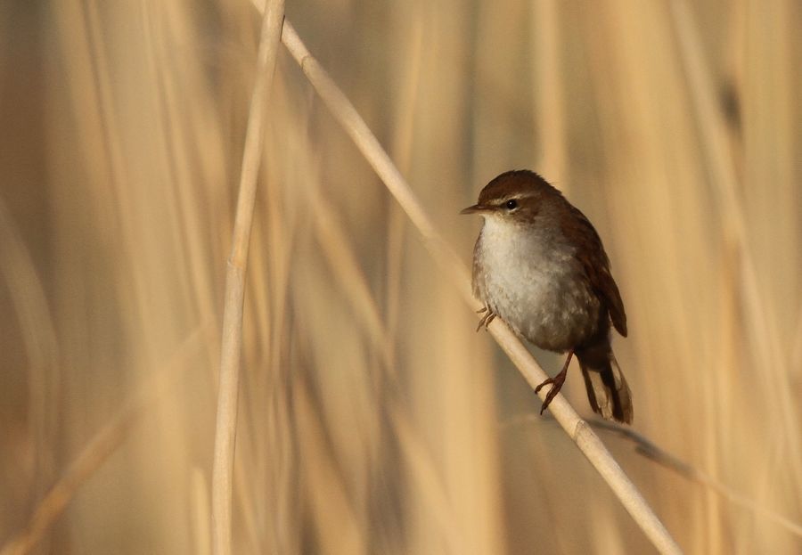 Cetti`s Warbler
