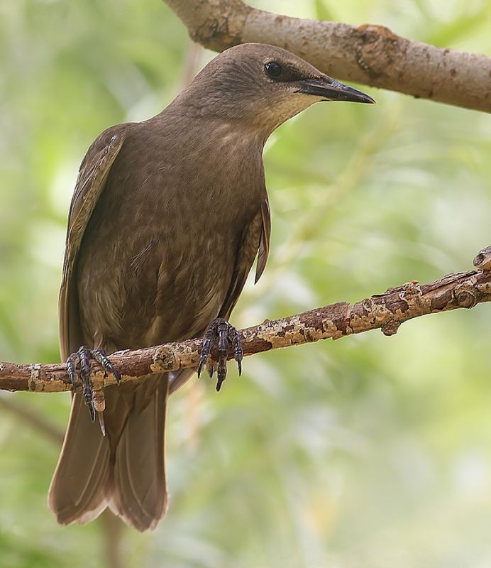 Common Starling