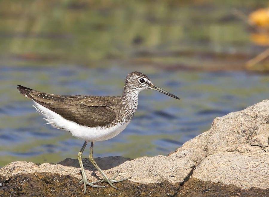 Green Sandpiper