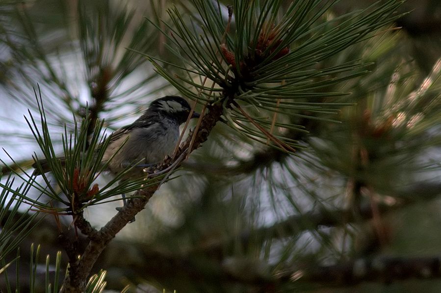 Coal Tit