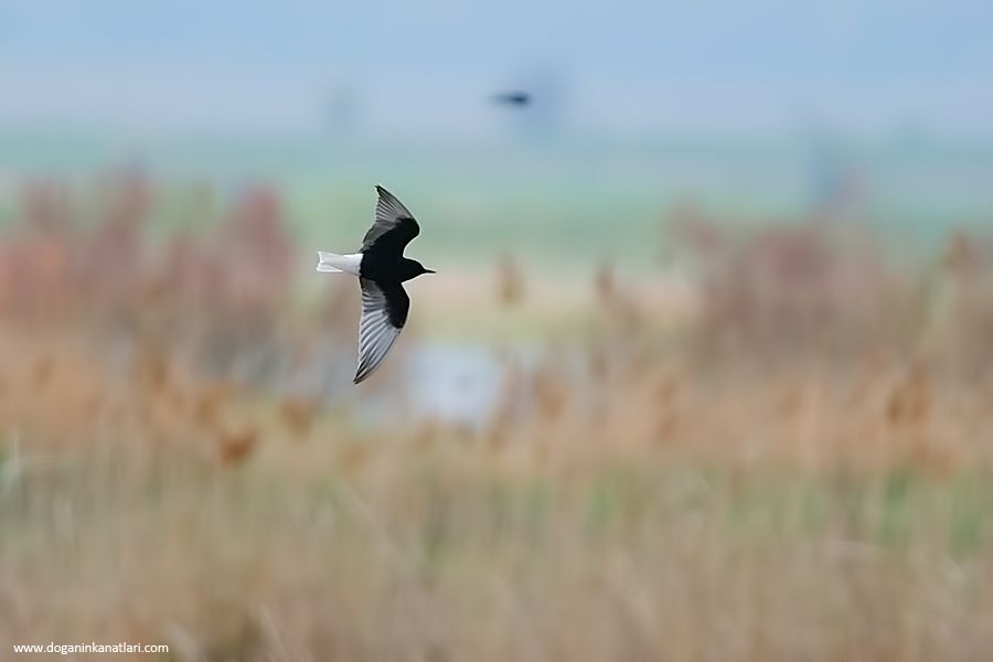 White-winged Tern