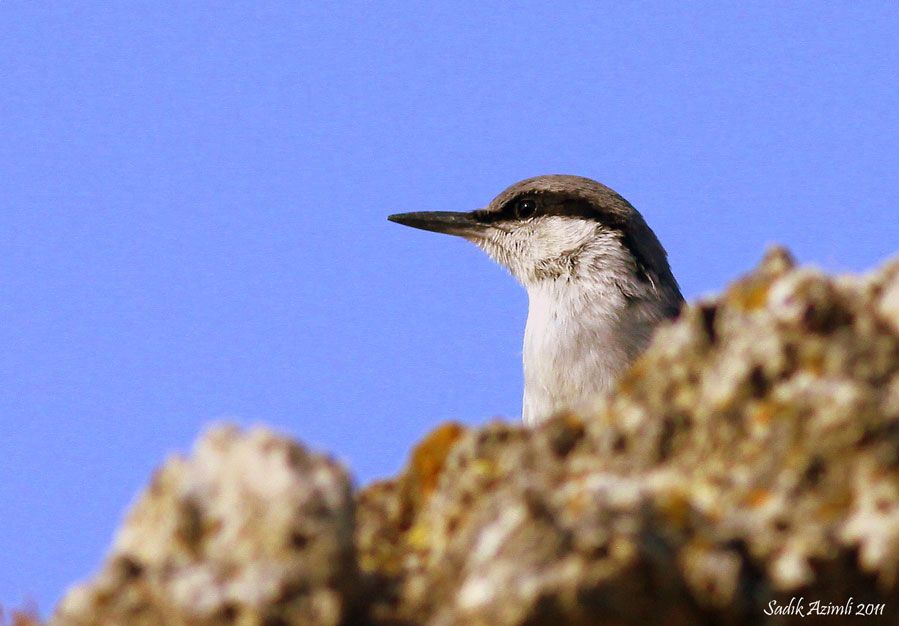 Western Rock Nuthatch
