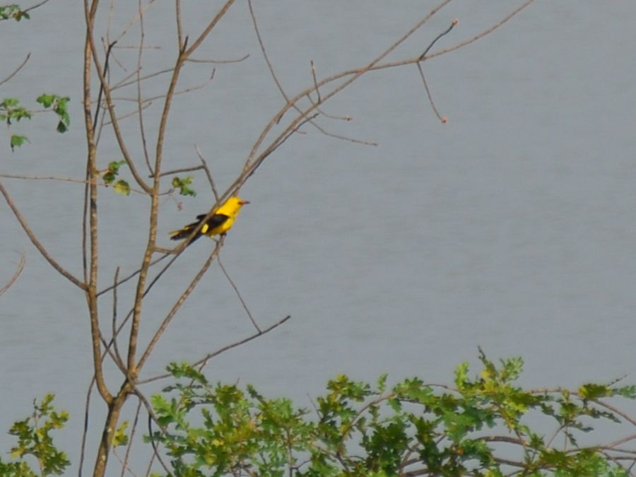 Eurasian Golden Oriole