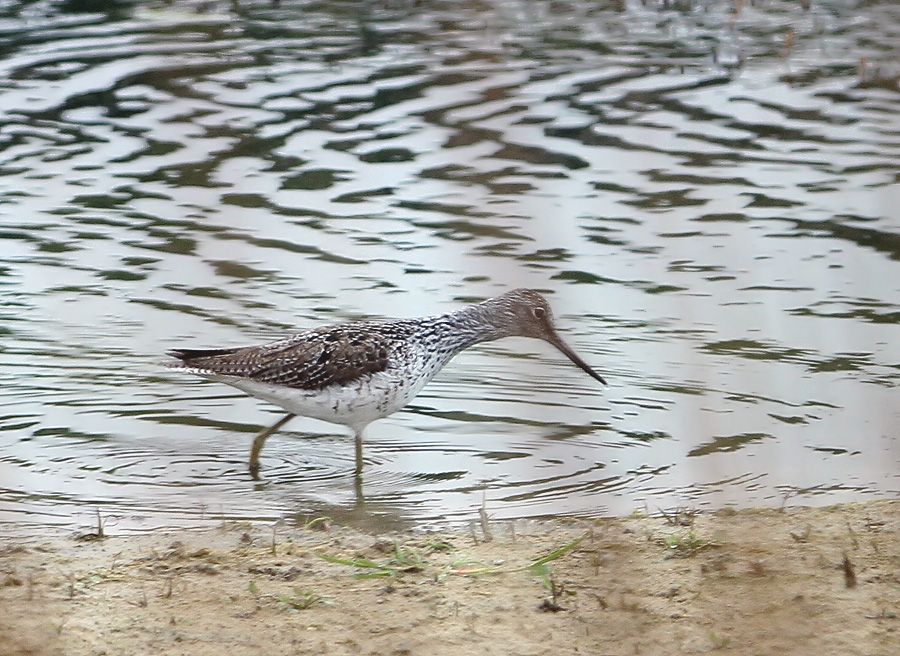 Common Greenshank
