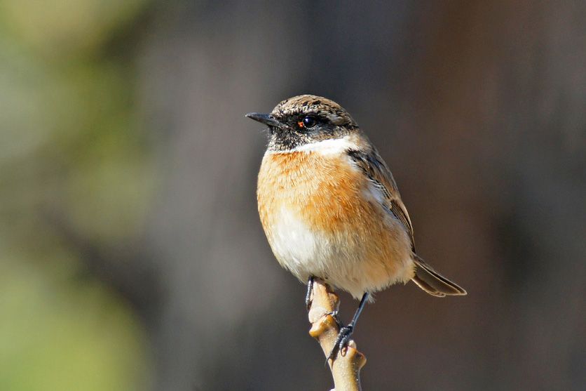 European Stonechat