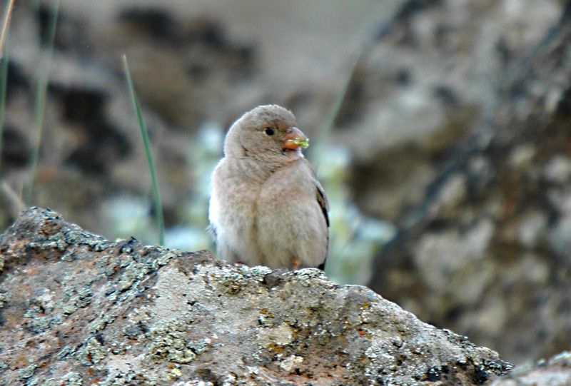 Trumpeter Finch