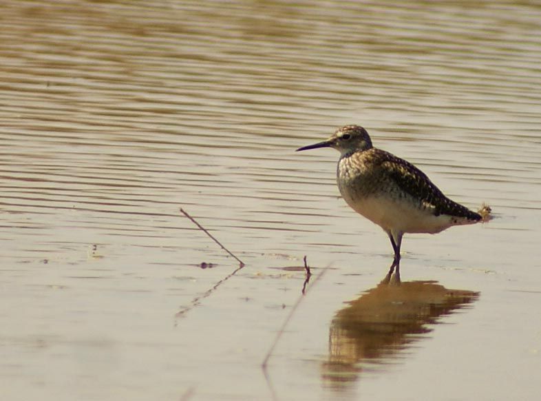 Green Sandpiper