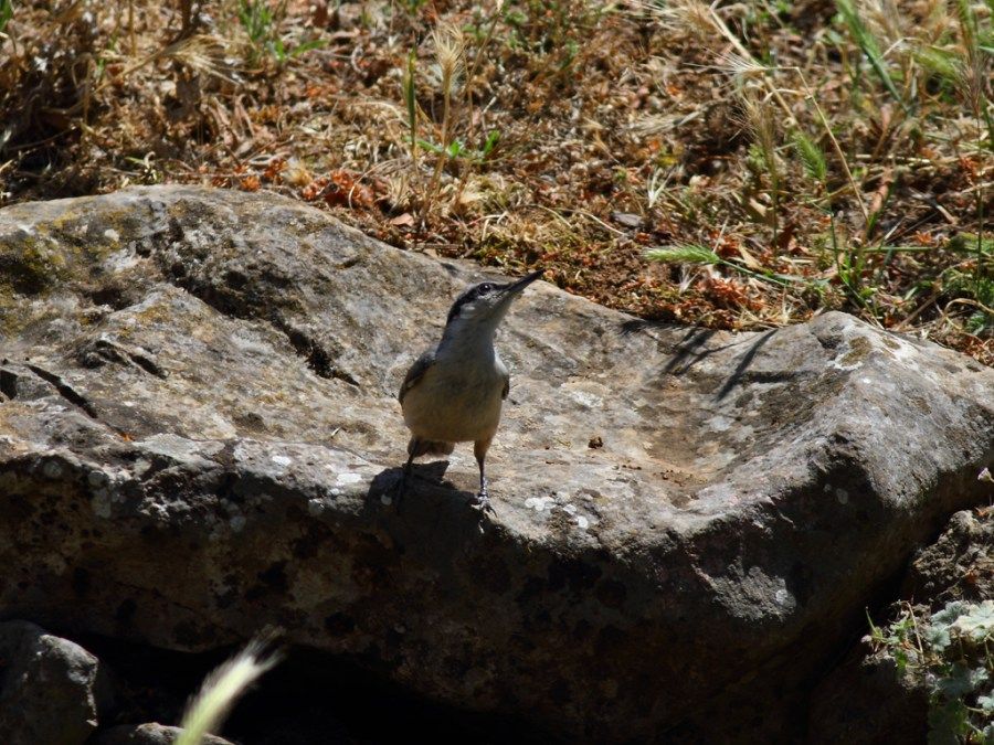 Western Rock Nuthatch