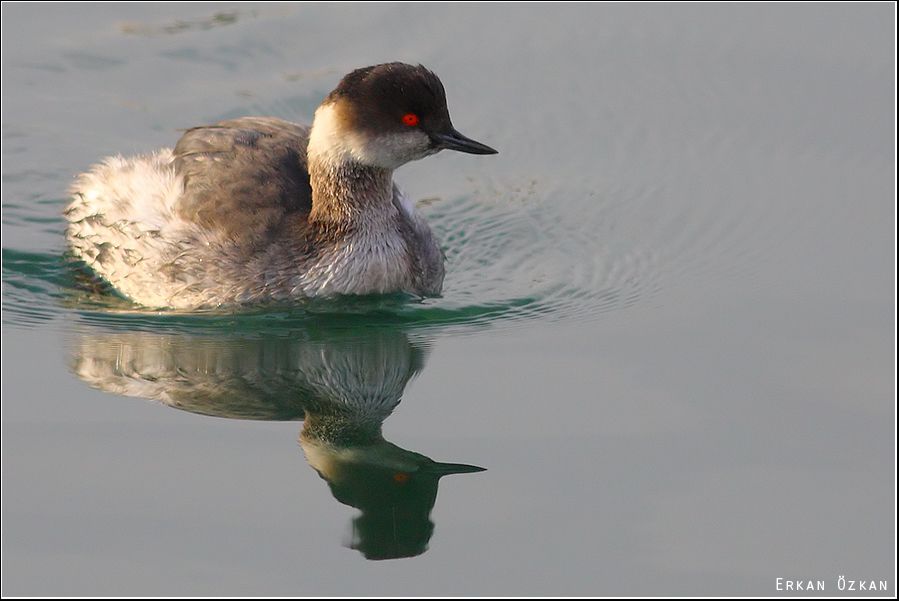 Black-necked Grebe