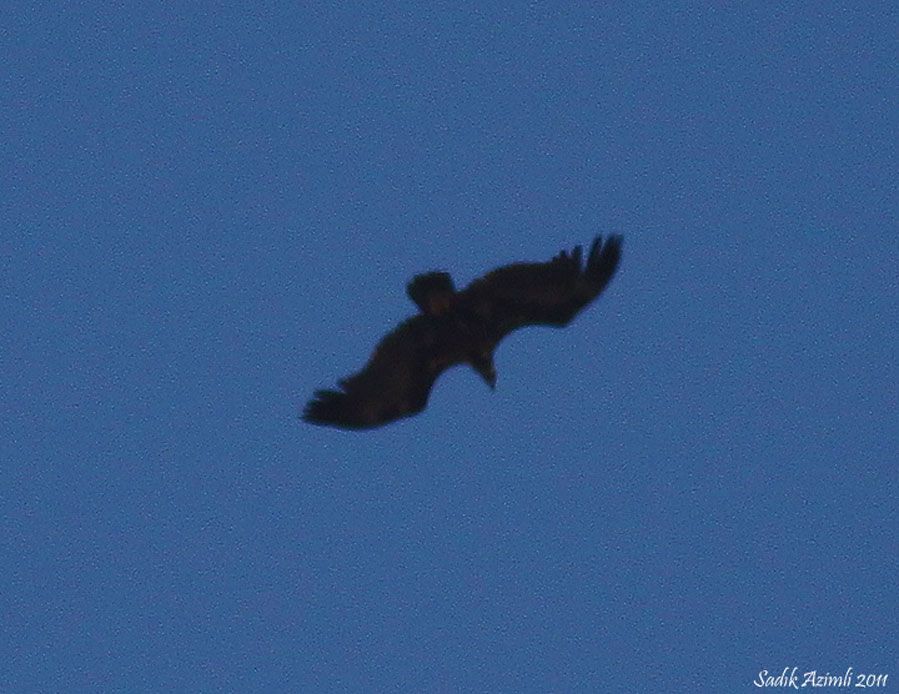 Cinereous Vulture