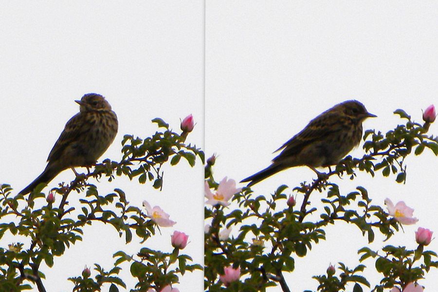 Tree Pipit
