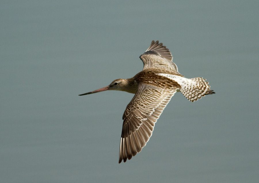 Bar-tailed Godwit