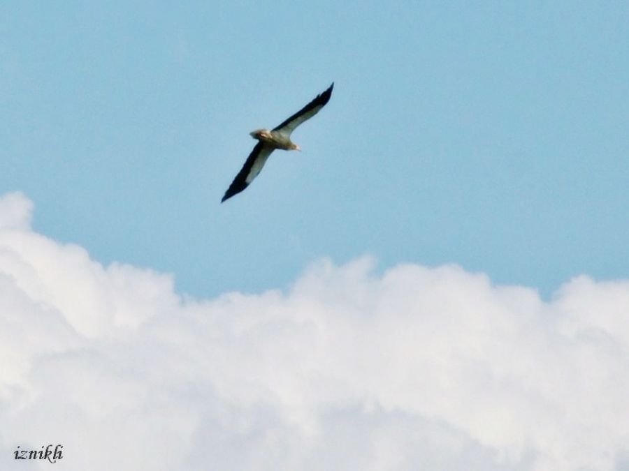 Egyptian Vulture