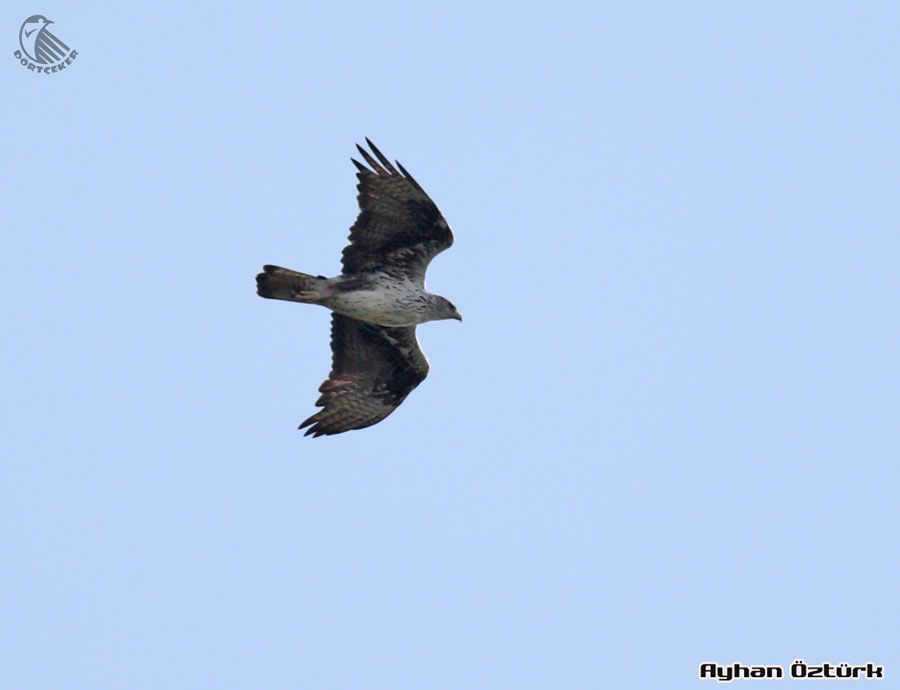Bonelli`s Eagle