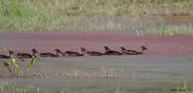 Mallard