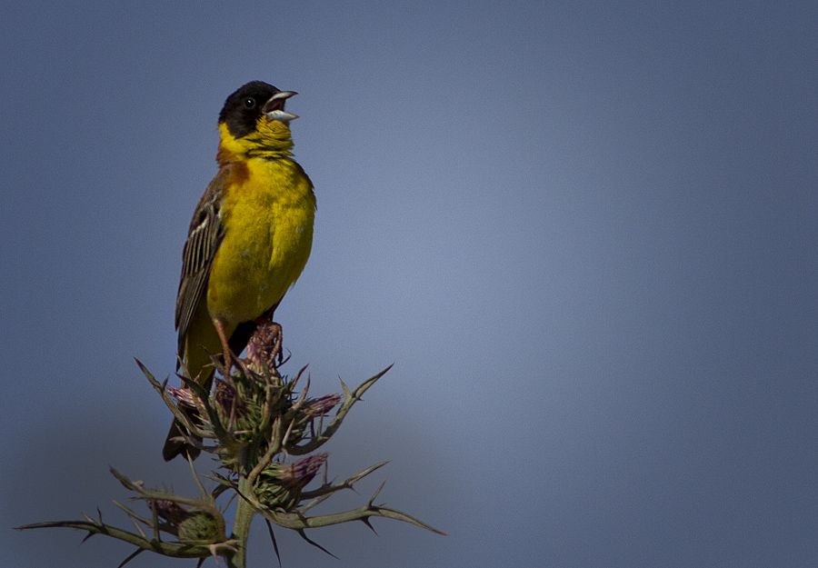 Black-headed Bunting