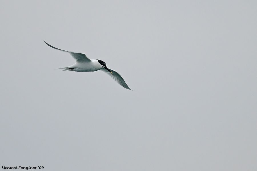 Sandwich Tern