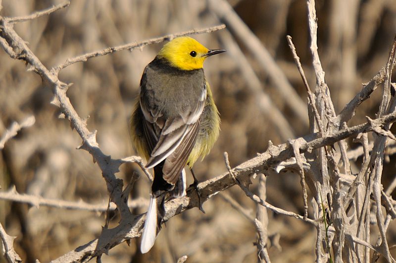 Citrine Wagtail