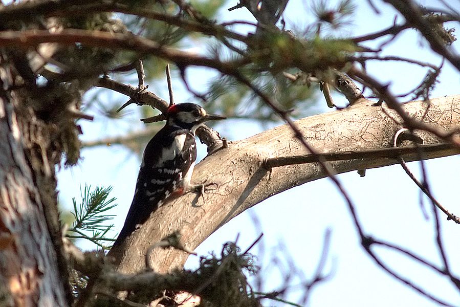 Great Spotted Woodpecker