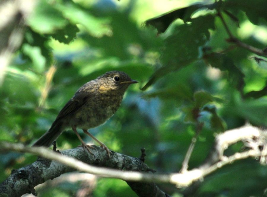European Robin
