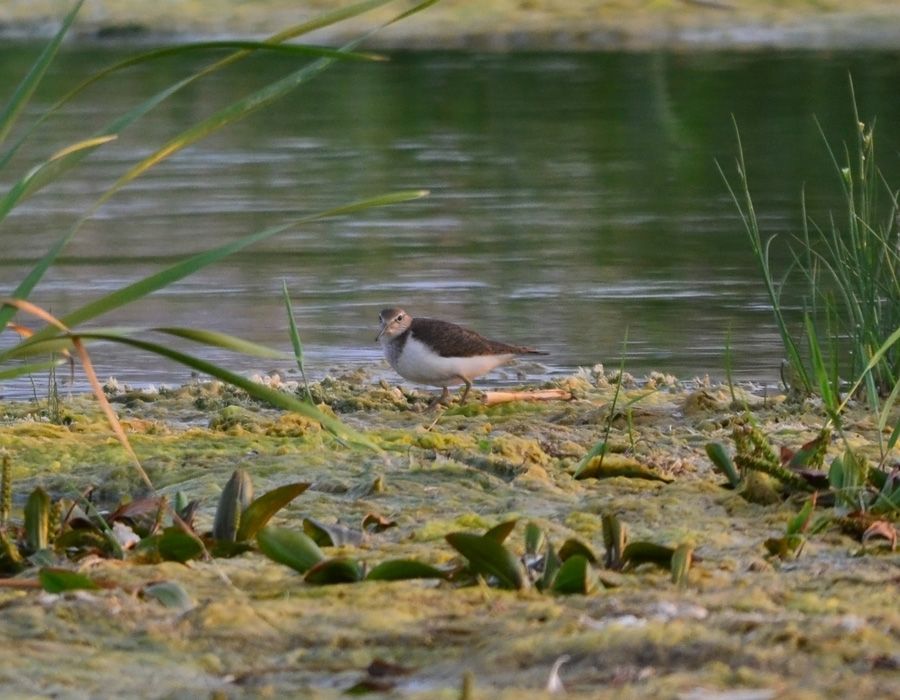 Common Sandpiper