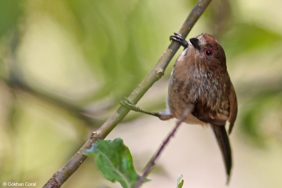 Long-tailed Tit