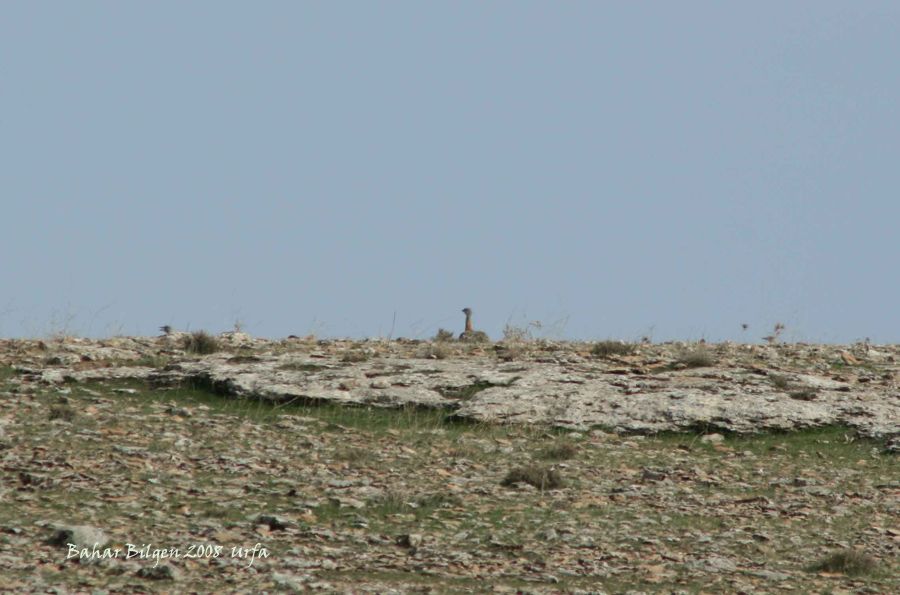 Great Bustard