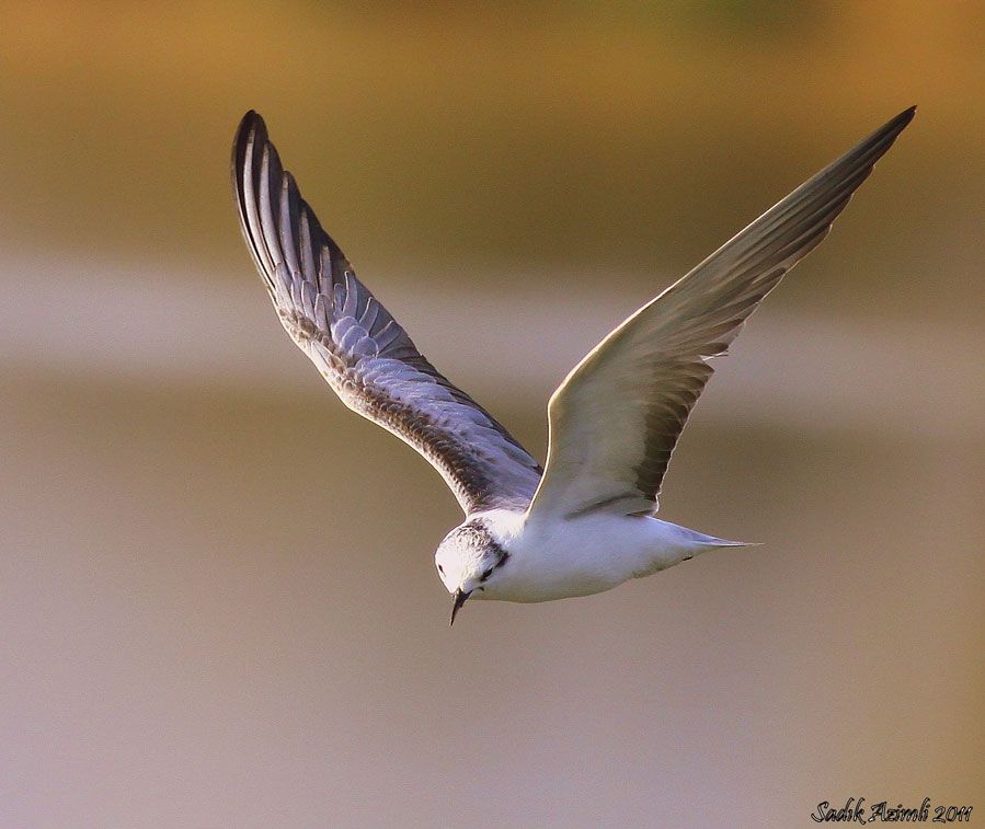 Little Gull
