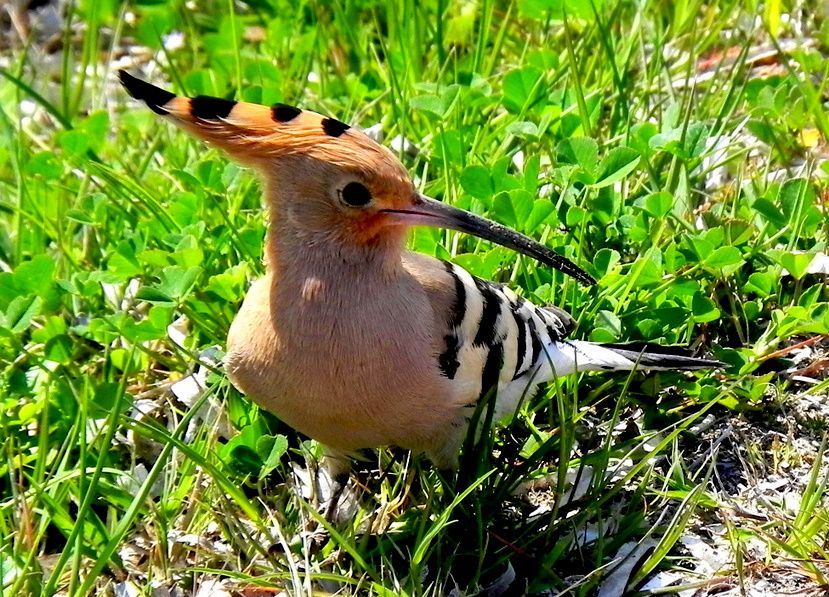 Common Hoopoe
