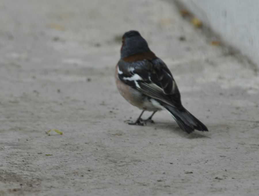 Eurasian Chaffinch