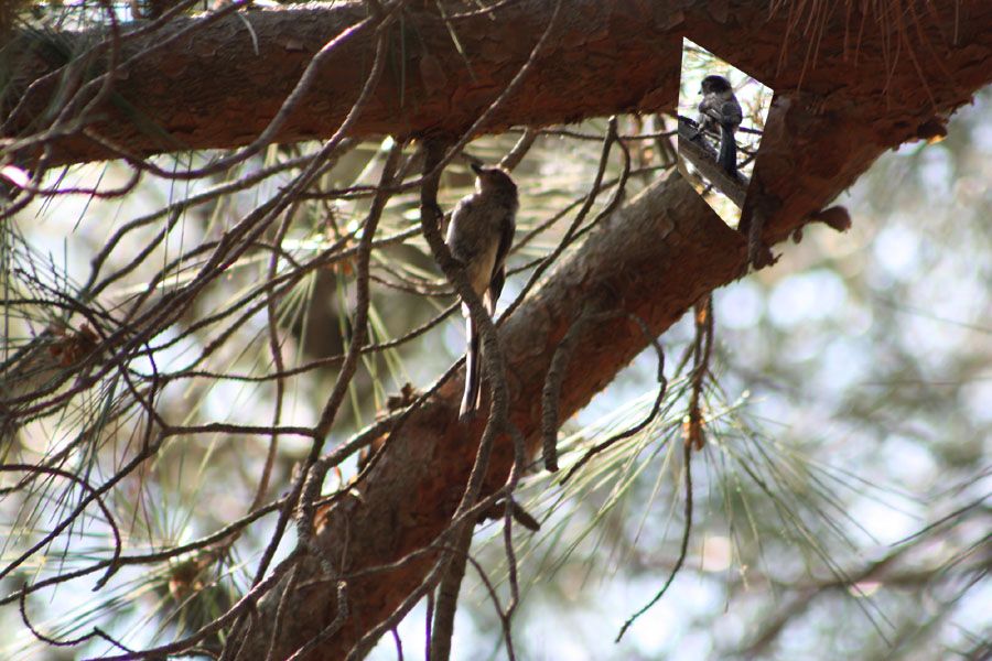 Long-tailed Tit