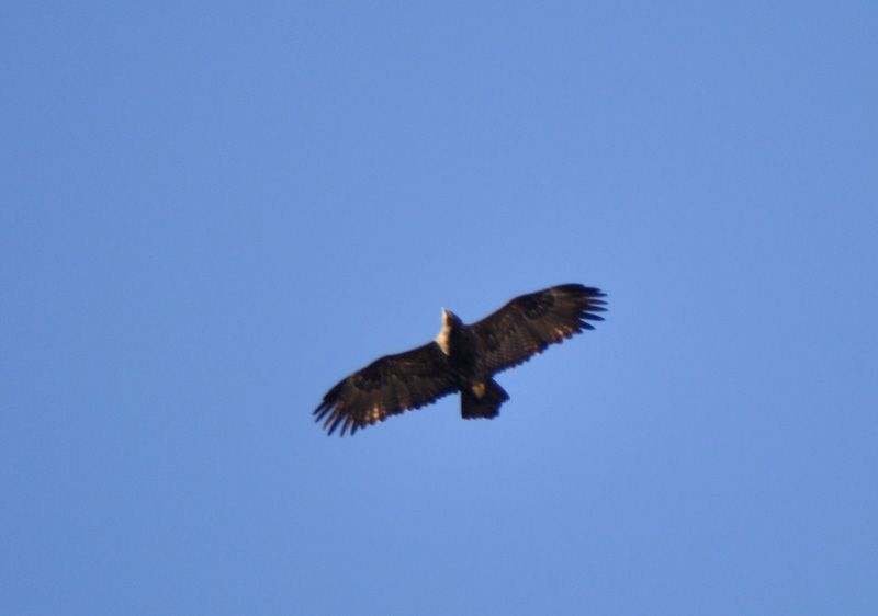 Steppe Eagle