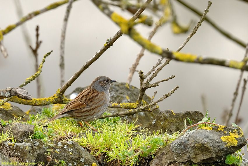 Dunnock