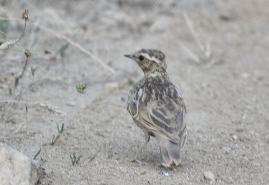 Woodlark