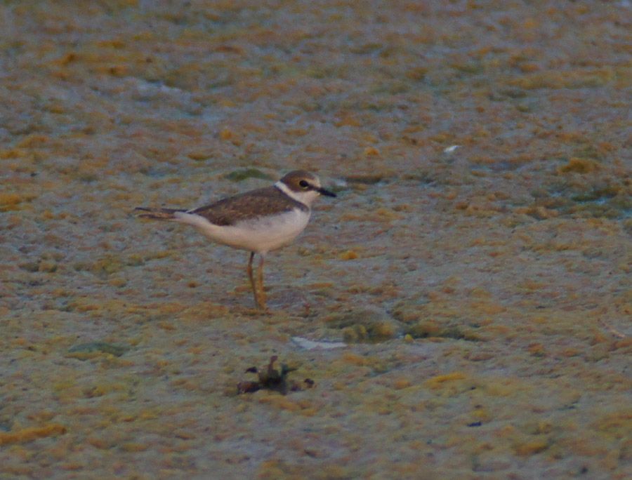 Little Ringed Plover