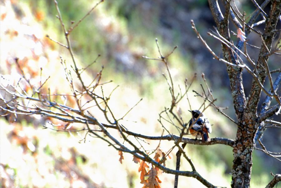 Common Redstart