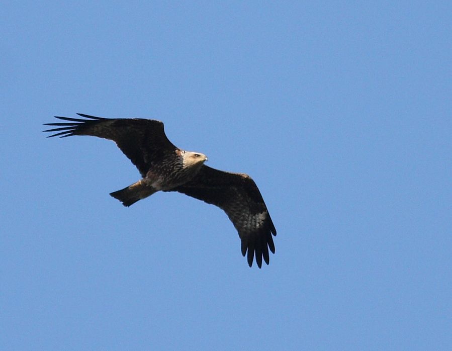 Black Kite