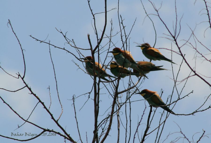 European Bee-eater